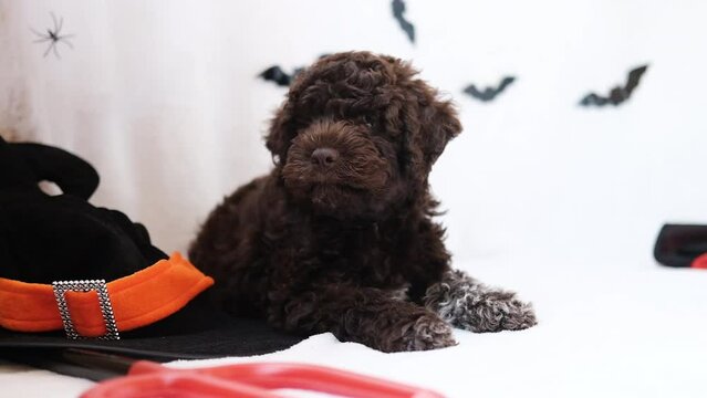 funny lagotto romagnolo puppy in halloween decor with pumpkin jack lantern, copy space. Preparing to celebrate halloween. Scary decorations, halloween holiday concept.