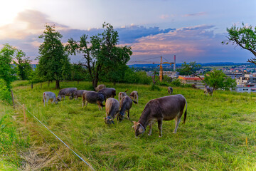 Cows on meadow grazing on a sunny evening at Swiss City of Zürich district Schwamendingen. Photo...