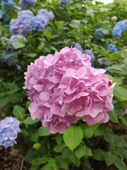 Pink Hydrangea flower garden
