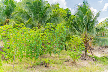 Fruit tropical garden. A slope with fruit trees and palm trees. Not far from Nha Trang in Vietnam.
