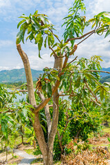 Fruit tropical garden. A slope with fruit trees and palm trees. Not far from Nha Trang in Vietnam.
