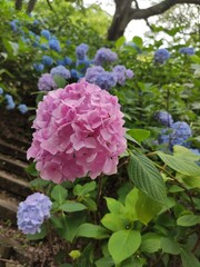 Pink Hydrangea flower garden