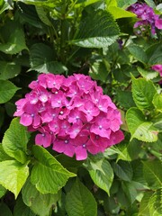 Fucsia pink Hydrangea flower garden