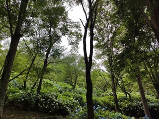 Hydrangea flowers in the forest