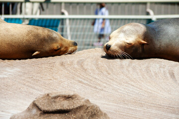 向き合って眠る二頭のカリフォルニアアシカ