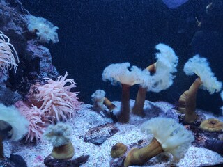 corals at the aquarium