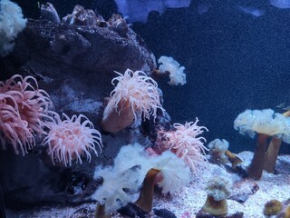 corals at the aquarium