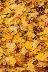 Naklejka na ściany i meble Yellow and Orange Autumn Leaves Background. Autumn background