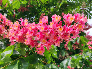 horse chestnuts trees in pink blossom