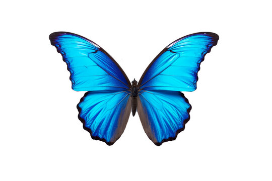 butterfly isolated on transparent background. png file