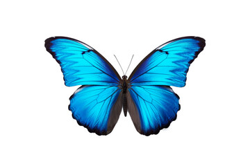 butterfly isolated on white or transparent background