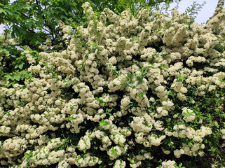 white blossom of firethorn bush, pyracantha coccinea