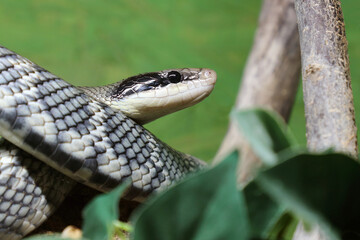 Sch&ouml;nnatter / Beauty rat snake / Orthriophis taeniurus callicyanous or Elaphe taeniura callicyanous