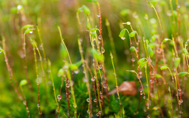 View grass with dew drops background.
