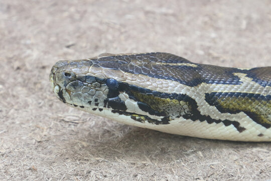 Dunkler Tigerpython / Burmese python / Python molurus bivittatus