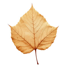 Fototapeta premium Dried herbarium leaf on transparent background