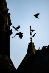 Crows on a church in Wales, England