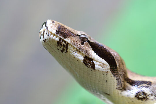 K&ouml;nigspython / Ball python or Royal python / Python regius