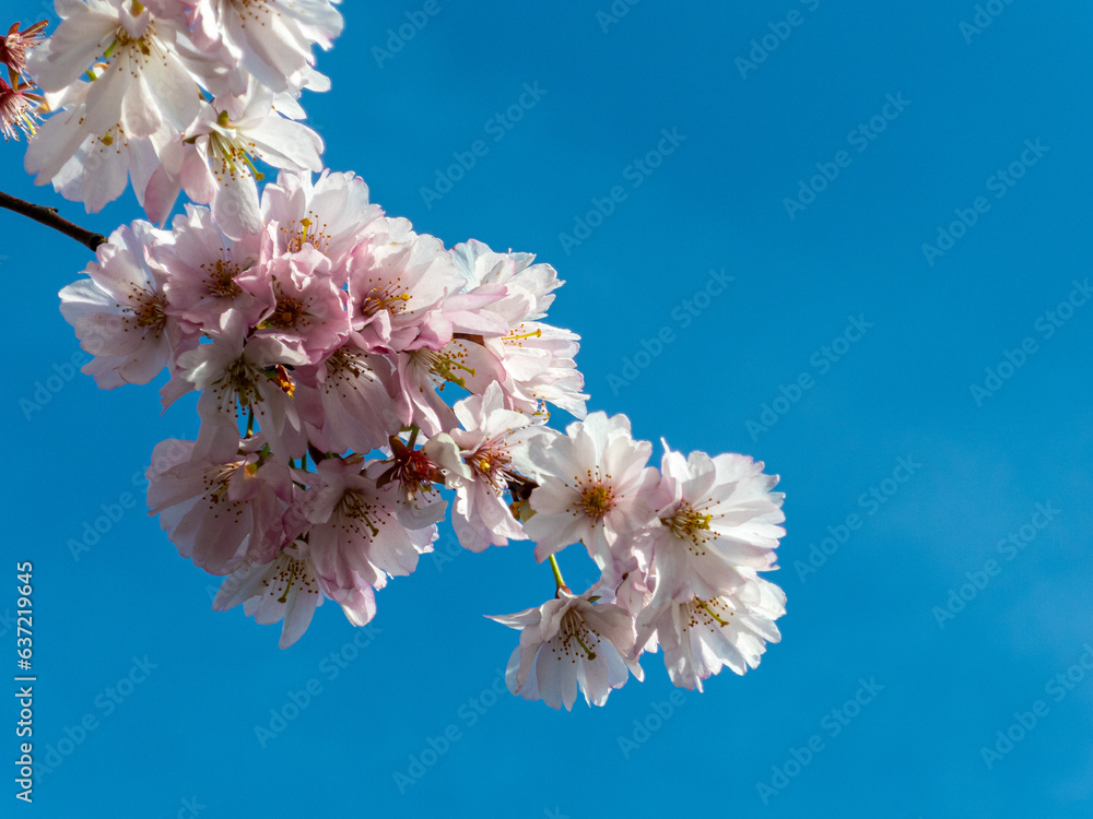 Poster Blooming petals of cherry tree