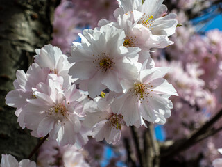 Blooming petals of cherry tree