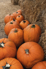Lots of colourful orange pumpkins. Autumn fall seasonal pattern composition