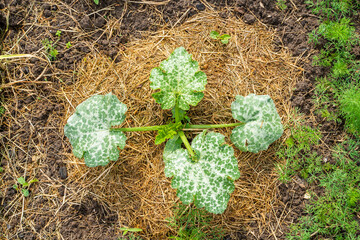 Garden bed with growing young zucchini. The soil is covered with dry grass mulch