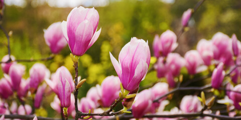 Obraz na płótnie Canvas branches of magnolia in full blossom. warm april weather