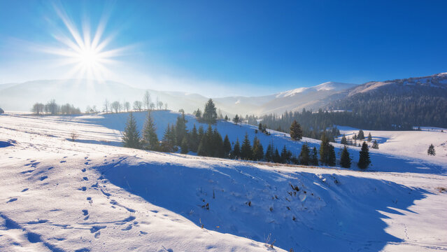 snow covered fields of carpathian rural area. trees on the hill in bright afternoon light. borzhava mountain ridge in the distance. podobovets, ukraine