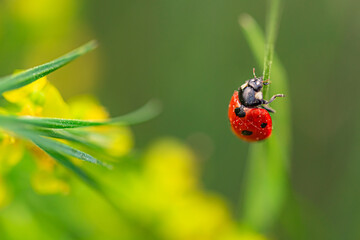 Red ladybug on a stalk of grass against the background of yellow flowers of milkweed.