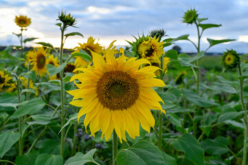 Field with beautiful sunflowers Kumla Sweden august 16 2023