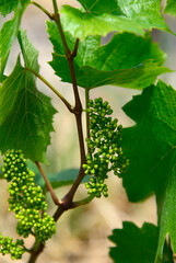 Russin, canton Geneva, Switzerland, Europe - Chasselas white wine grapes fruits in the end of May, La cave de Geneve wine region