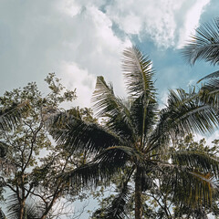 Beautiful coconut tree with white clouds