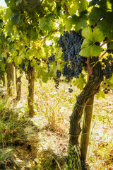 grapevine with bunches of ripe grapes