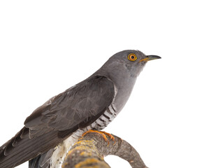 Cuckoo on a tree branch isolated on white background