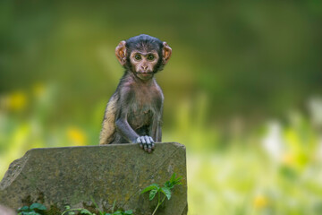 one young Barbary macaque (Macaca sylvanus) sits on a stone and looks very curious
