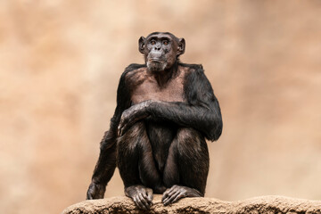one Adult chimpanzee (Pan paniscus) sits relaxed in a tree