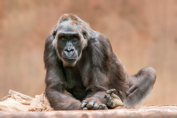 one female gorilla sits on a tree trunk and observes the surroundings