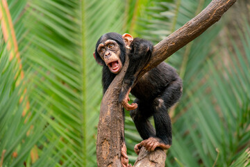 one young chimpanzee (Pan paniscus) stands on a tree and observes the surroundings very curiously