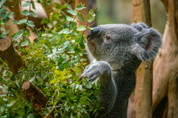 one Koala bear (Phascolarctos cinereus) sits relaxed on a branch of a tree and looks very curious