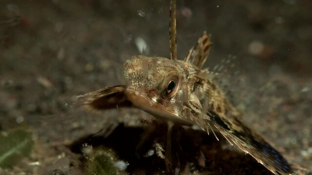 Lizard fish feeding at night