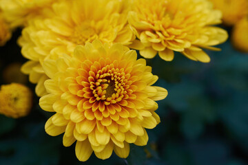 Blooming yellow asters close up. Floral natural texture