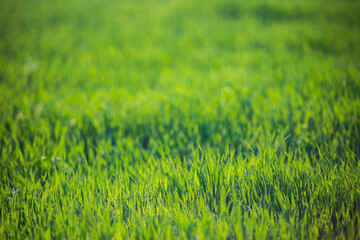 Fresh green grass on a sunny summer day close-up. Beautiful natural rural landscape with a blurred background for nature-themed design and projects