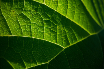 A beautiful fresh green leaf close-up highlighted by the sun. Detailed texture and expressive structure. Natural ecology background with copy space