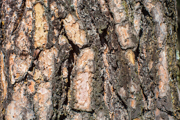 Relief texture of tree old bark close-up in the forest. Natural beautiful abstract wood pattern...