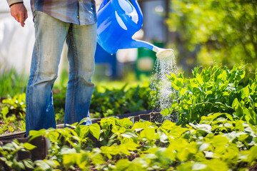 A farmer with a garden watering can is watering vegetable plants in summer. Gardening concept....