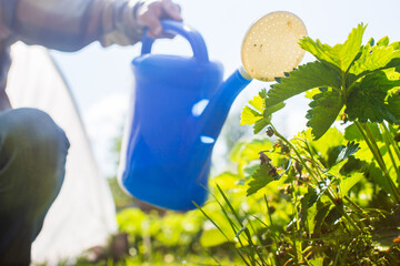 A farmer with a garden watering can is watering vegetable plants in summer. Gardening concept....