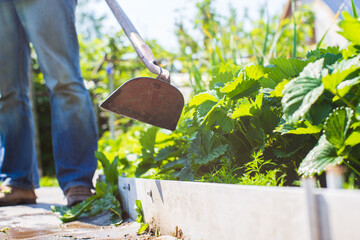 Farmer cultivating land in the garden with hand tools. Soil loosening. Gardening concept. Agricultural work on the plantation