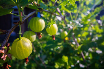 Ripe, juicy gooseberry. Garden fruit bush. Beautiful natural rural landscape with strong blurred background. The concept of healthy food with vitamins