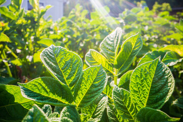 Stem and leaves of potato close-up in the farm. Green fresh natural food crops. Gardening concept. Agricultural plants growing in garden beds