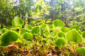 Close-up moss and plants in the forest. Detailed microcosm. Low point of view in nature landscape with strong blurry background. Ecology environment